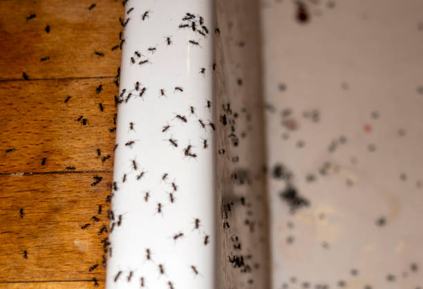 Best Wasp Removal Services  in Pottstown, PA